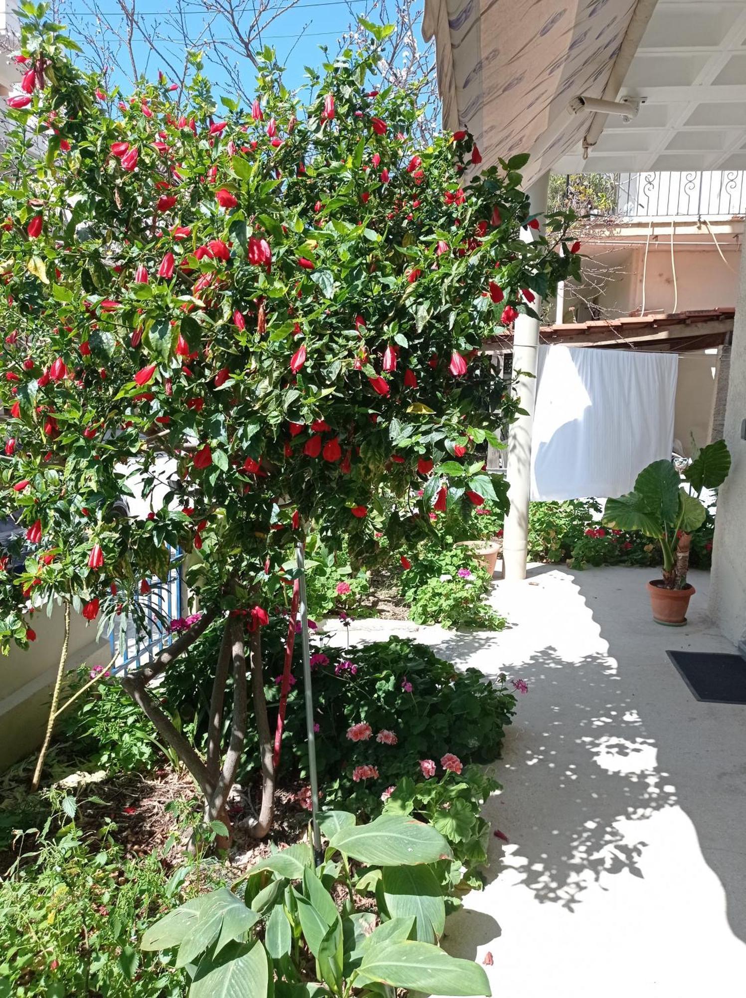 Tasos Seagull Apartments Hanya Dış mekan fotoğraf